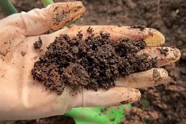 羽叶茑萝的养殖方法,需要合理的为其施加水肥