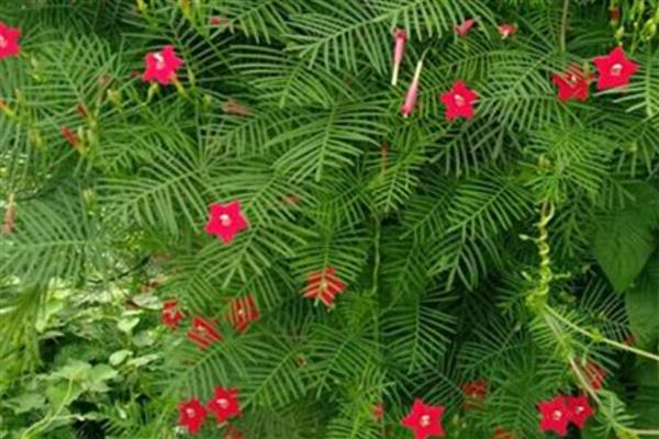 羽叶茑萝的养殖方法,需要合理的为其施加水肥