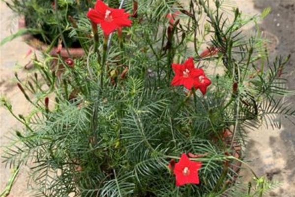 羽叶茑萝的养殖方法,需要合理的为其施加水肥