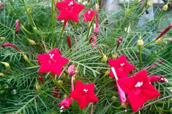 羽叶茑萝的养殖方法,需要合理的为其施加水肥