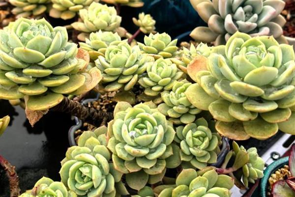 多肉长太高歪倒怎么解决，可以给其进行砍头处理