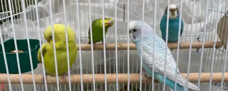 鹦鹉拉稀不管会不会好，一般不会自己好