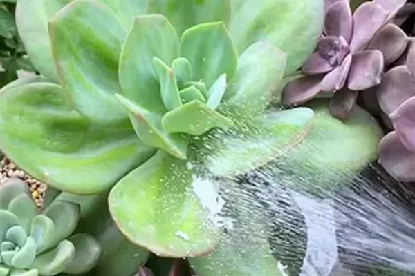 多肉长太高歪倒怎么解决，可以给其进行砍头处理