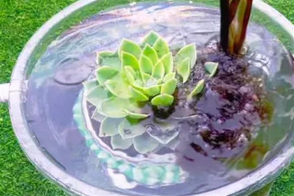 多肉长太高歪倒怎么解决，可以给其进行砍头处理