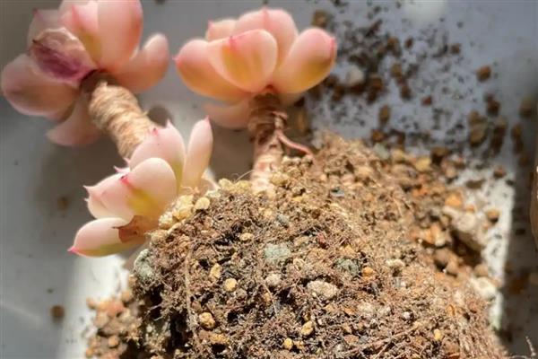 多肉长太高歪倒怎么解决，可以给其进行砍头处理