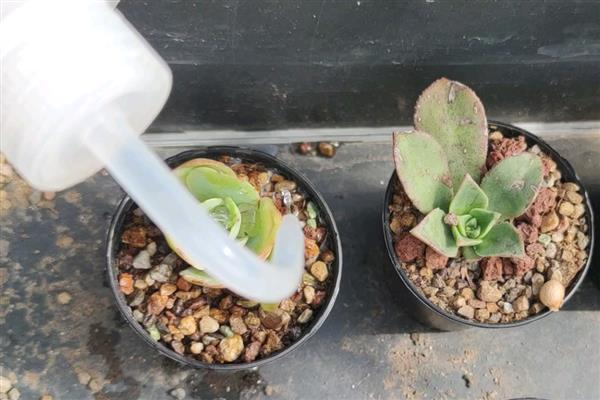 多肉长太高歪倒怎么解决，可以给其进行砍头处理