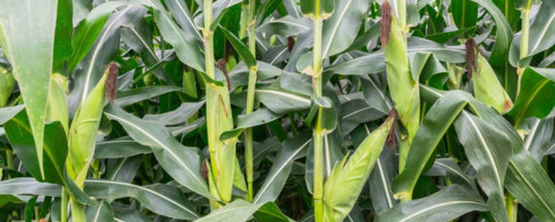 为什么玉米要剪头，不剪会导致根茎瘦弱