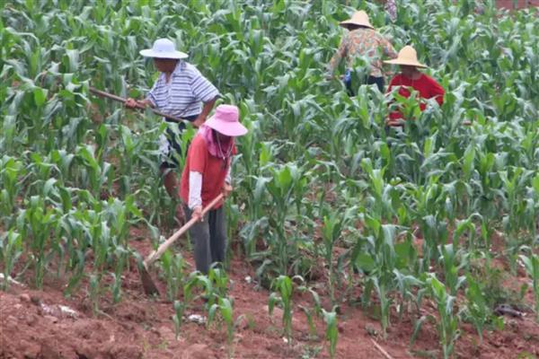 高粱怎么管理，整个生育期中耕2-3次