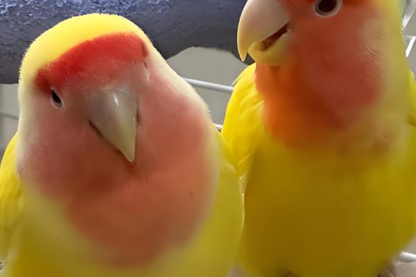 黄桃牡丹鹦鹉可以活多久，寿命一般能达到10-15年左右