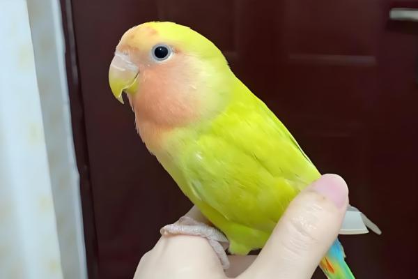 黄桃牡丹鹦鹉可以活多久，寿命一般能达到10-15年左右