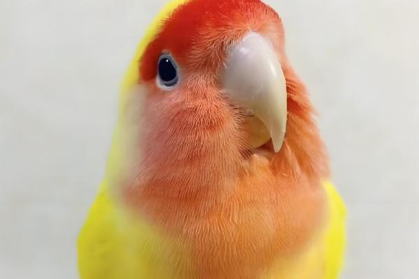 黄桃牡丹鹦鹉可以活多久，寿命一般能达到10-15年左右