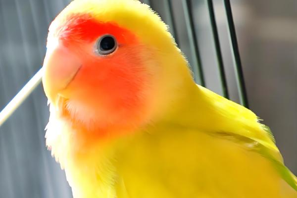 黄桃牡丹鹦鹉可以活多久，寿命一般能达到10-15年左右