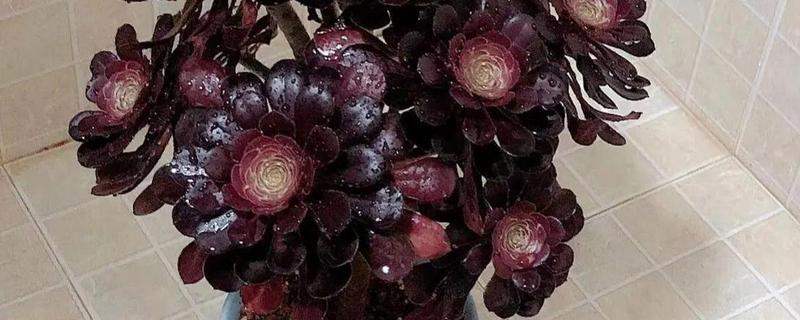 让黑法师快速生根的方法，扦插莲座叶盘是适宜选择