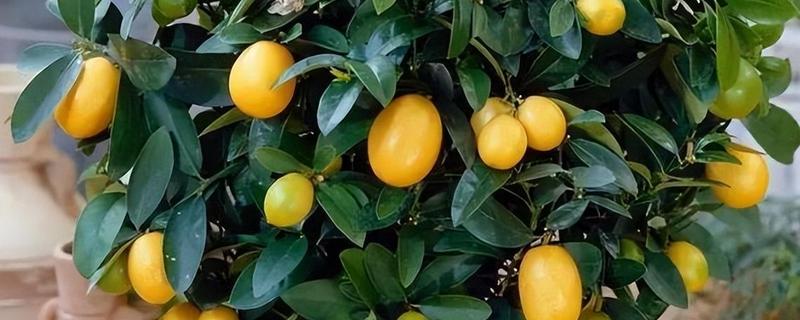 盆栽柠檬树如何浇水，夏季每隔两天浇一次水