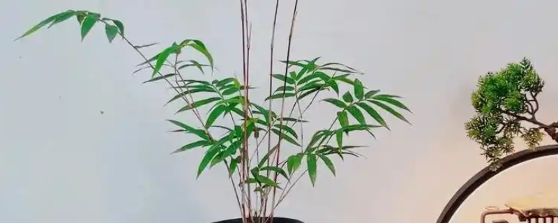 红竹盆景如何养殖，春秋两季每周浇水一次