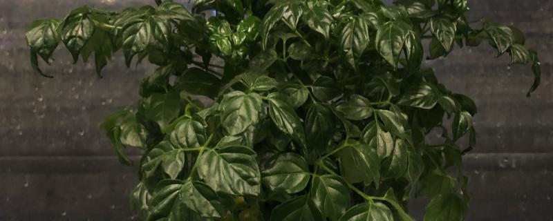 幸福树茎杆发黑怎么处理，可能是浇水过多所导致的