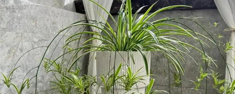 啤酒能不能浇吊兰，兑水稀释才能使用