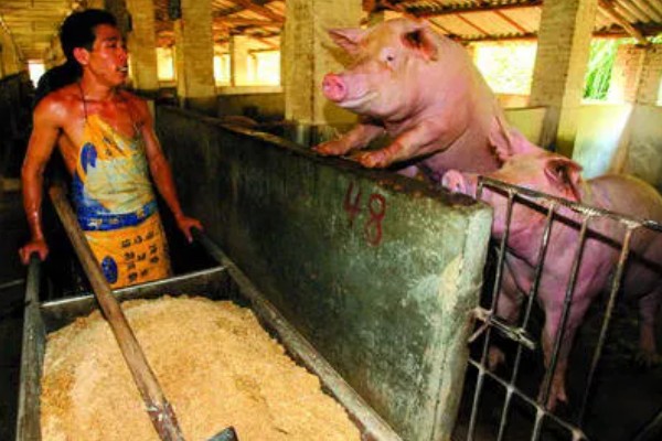 麸皮在饲料中有哪些作用,一般用来调节日粮的能量浓度