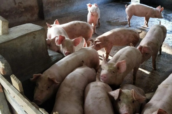 麸皮在饲料中有哪些作用,一般用来调节日粮的能量浓度