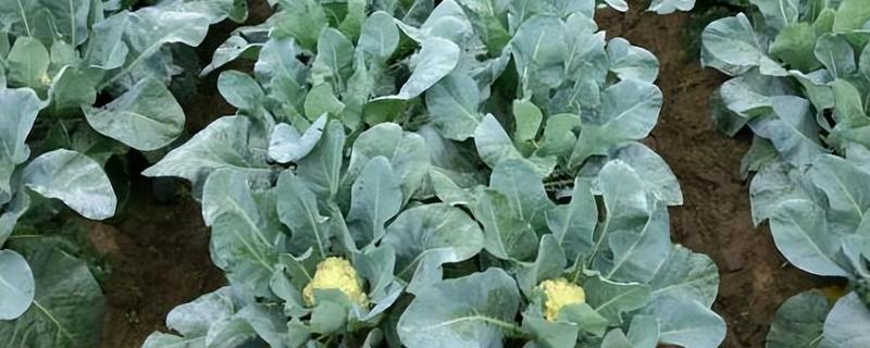 花椰菜的田间管理方法，开花期至膨大期要做好遮盖工作