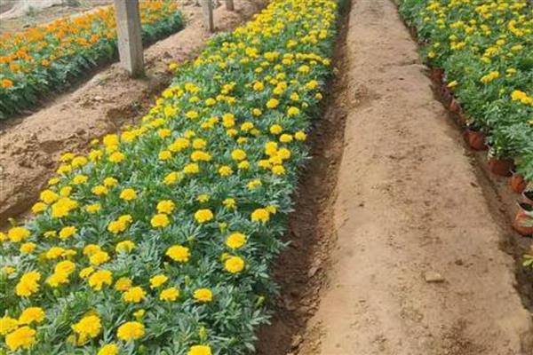 孔雀草的种植方法,要养护在通风阴凉的地方