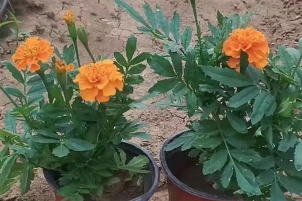 孔雀草的种植方法,要养护在通风阴凉的地方