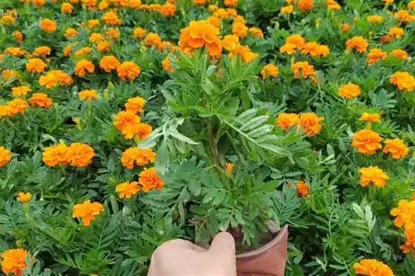 孔雀草的种植方法,要养护在通风阴凉的地方