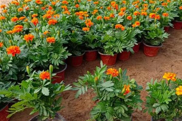 孔雀草的种植方法,要养护在通风阴凉的地方