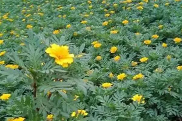 孔雀草的种植方法,要养护在通风阴凉的地方