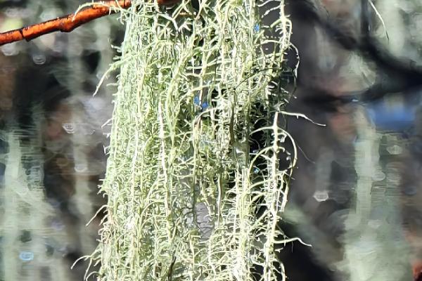 松萝如何种植，松萝无需土壤