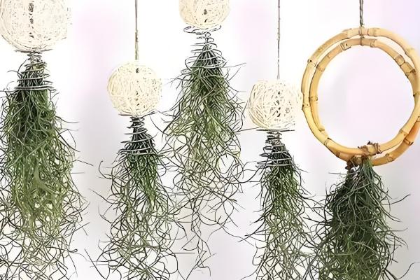 松萝如何种植，松萝无需土壤