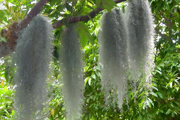 松萝如何种植，松萝无需土壤