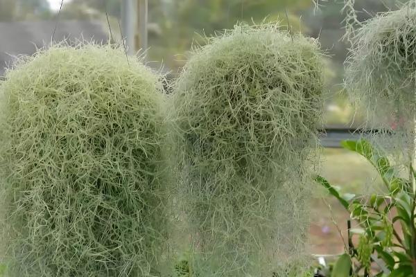 松萝如何种植，松萝无需土壤