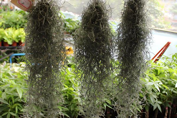 松萝如何种植，松萝无需土壤