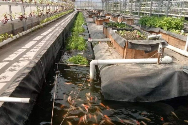 鱼菜共生技术的简介，结合水培蔬菜和水产养殖