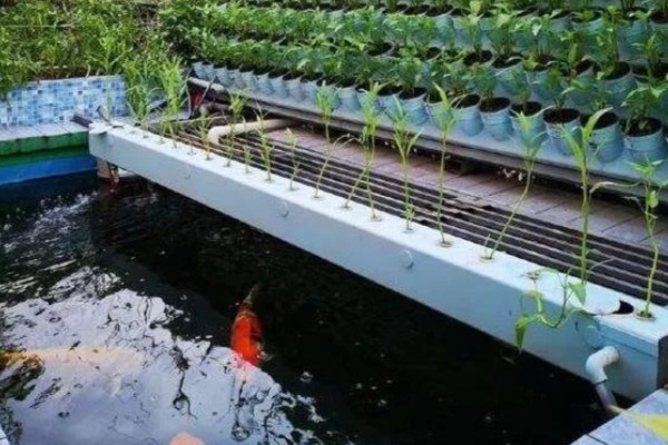 鱼菜共生技术的简介，结合水培蔬菜和水产养殖