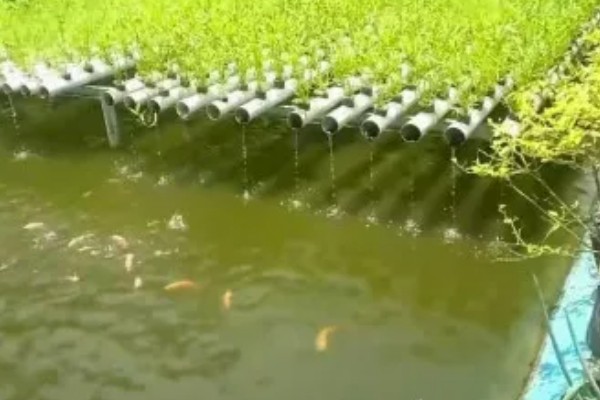 鱼菜共生技术的简介，结合水培蔬菜和水产养殖