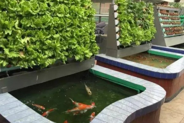 鱼菜共生技术的简介，结合水培蔬菜和水产养殖