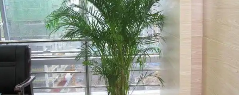 散尾葵能放卧室吗，可放在卧室内养护