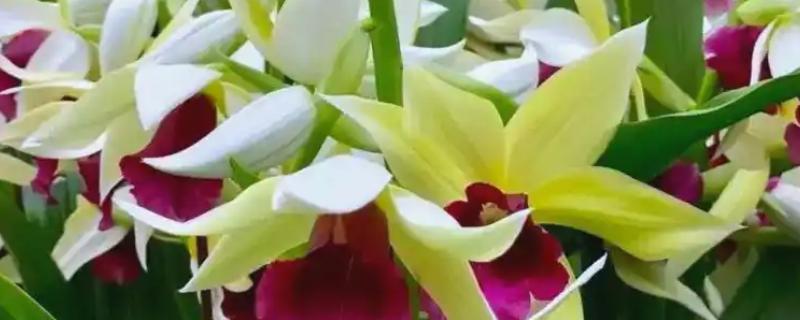 鹤顶兰的养殖方法，养殖过程中需控制好温度