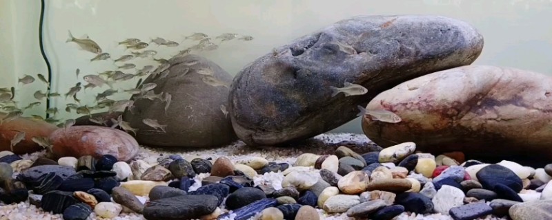 鱼缸里放鹅卵石好不好，放鹅卵石利大于弊