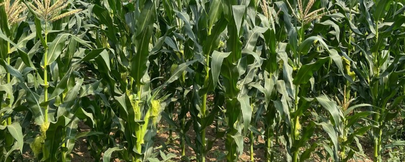 玉米几叶期如何区分，主要依靠叶子数量进行区分