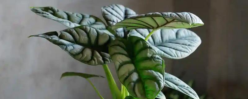 像芋头一样的植物是什么，叫海芋