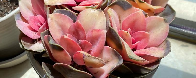 怎么养护红心莲多肉，平时将它放在光好的位置养