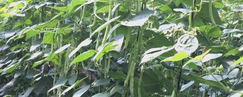 芸豆的打顶时间，可以在春季进行打顶