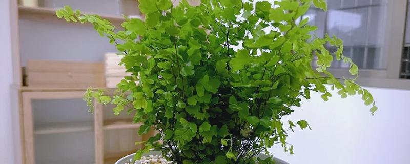 铁线蕨有什么花语，代表雅致、少女的娇柔