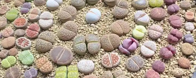 生石花夏天皱皱的原因，可能是光照过强所致