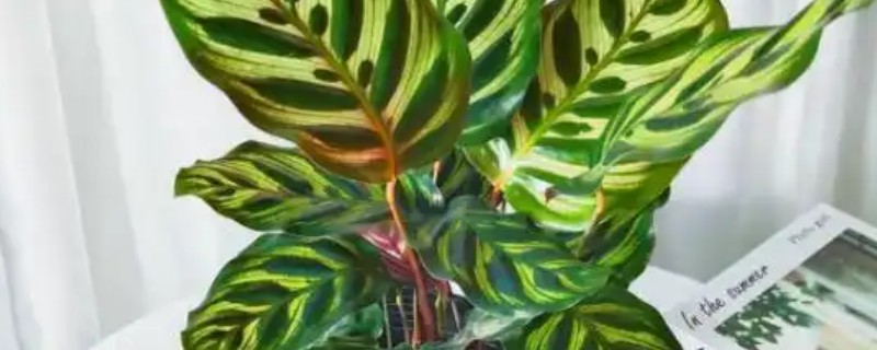 孔雀竹芋如何养殖，通常在春季分株时换盆