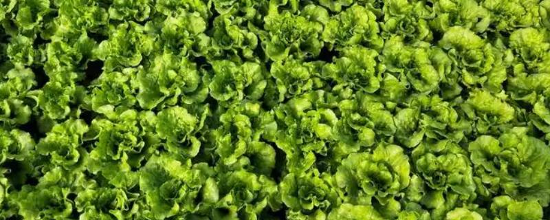 生菜种植多久能收获，播种后35天左右就可收获