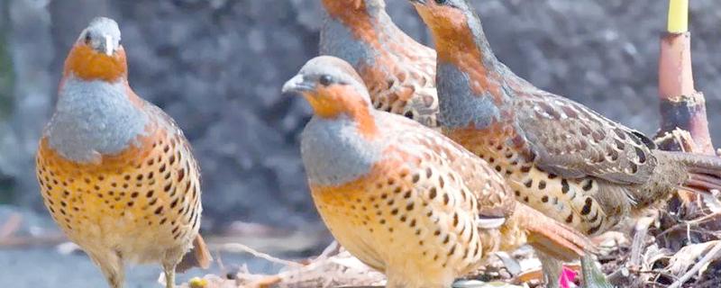 竹鸡吃什么，爱吃昆虫、嫩芽、杂草等